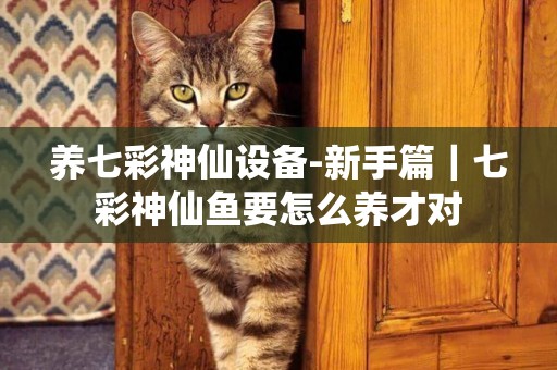 養七彩神仙設備-新手篇｜七彩神仙魚要怎么養才對