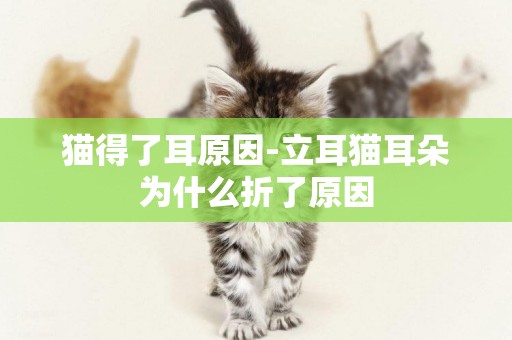 貓得了耳原因-立耳貓耳朵為什么折了原因