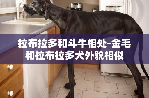 拉布拉多和斗牛相處-金毛和拉布拉多犬外貌相似