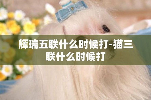 輝瑞五聯什么時候打-貓三聯什么時候打
