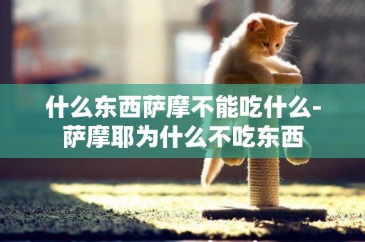 什么東西薩摩不能吃什么-薩摩耶為什么不吃東西