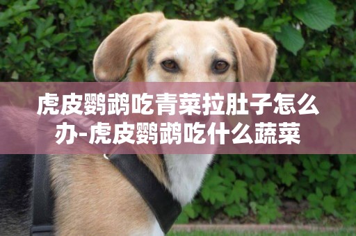 虎皮鸚鵡吃青菜拉肚子怎么辦-虎皮鸚鵡吃什么蔬菜