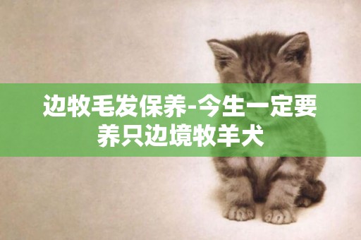 邊牧毛發保養-今生一定要養只邊境牧羊犬