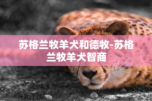 蘇格蘭牧羊犬和德牧-蘇格蘭牧羊犬智商