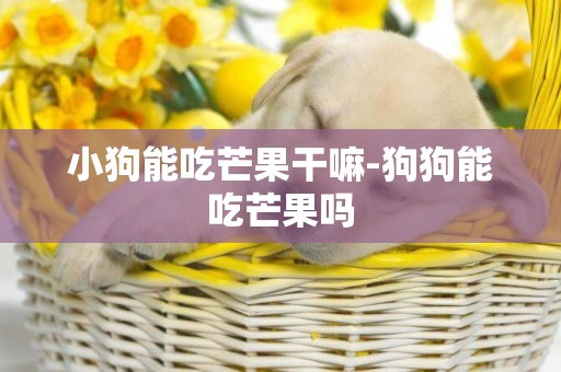 小狗能吃芒果干嘛-狗狗能吃芒果嗎