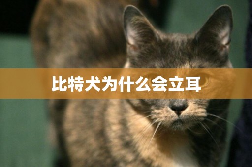 比特犬為什么會立耳