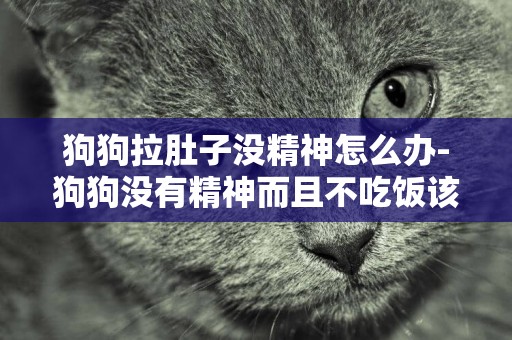 狗狗拉肚子沒精神怎么辦-狗狗沒有精神而且不吃飯該怎么辦