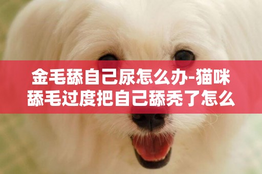 金毛舔自己尿怎么辦-貓咪舔毛過度把自己舔禿了怎么辦