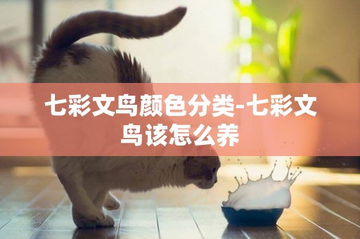 七彩文鳥顏色分類-七彩文鳥該怎么養