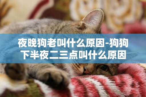 夜晚狗老叫什么原因-狗狗下半夜二三點叫什么原因