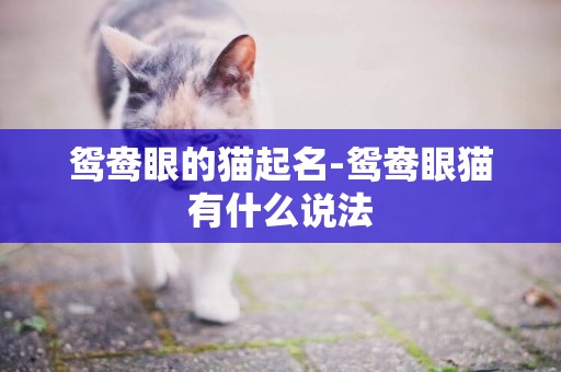鴛鴦眼的貓起名-鴛鴦眼貓有什么說法