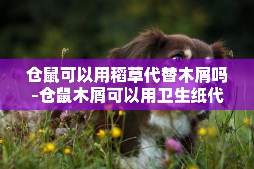 倉鼠可以用稻草代替木屑嗎-倉鼠木屑可以用衛生紙代替嗎