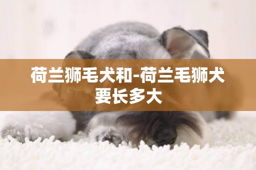 荷蘭獅毛犬和-荷蘭毛獅犬要長多大