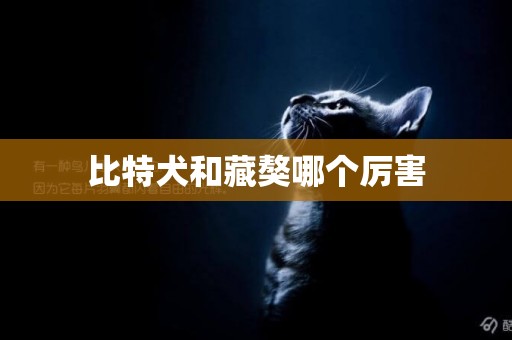 比特犬和藏獒哪個厲害