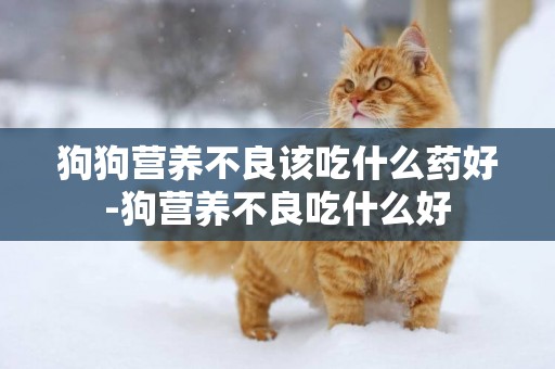 狗狗營養不良該吃什么藥好-狗營養不良吃什么好