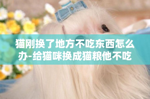 貓剛換了地方不吃東西怎么辦-給貓咪換成貓糧他不吃怎么辦