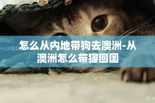 怎么從內地帶狗去澳洲-從澳洲怎么帶貓回國