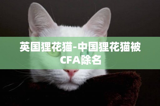 英國貍花貓-中國貍花貓被CFA除名