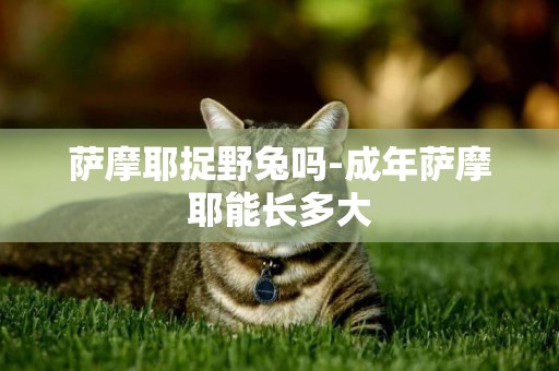 薩摩耶捉野兔嗎-成年薩摩耶能長多大