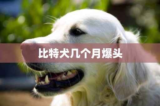 比特犬幾個月爆頭