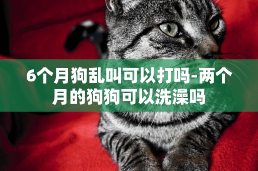 6個月狗亂叫可以打嗎-兩個月的狗狗可以洗澡嗎