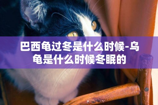 巴西龜過冬是什么時候-烏龜是什么時候冬眠的