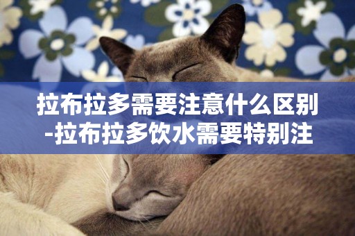 拉布拉多需要注意什么區別-拉布拉多飲水需要特別注意