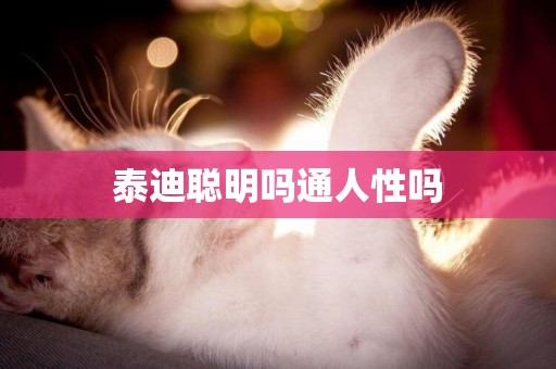 泰迪聰明嗎通人性嗎