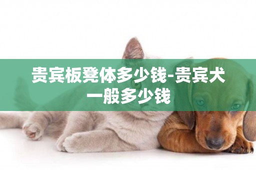 貴賓板凳體多少錢-貴賓犬一般多少錢
