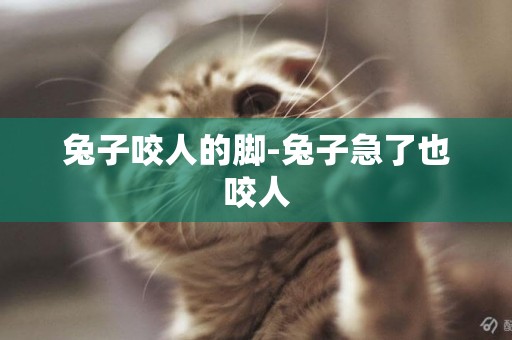 兔子咬人的腳-兔子急了也咬人