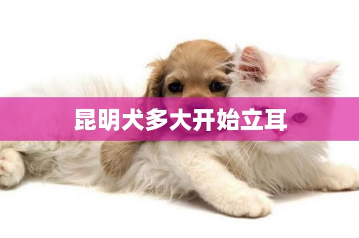 昆明犬多大開始立耳