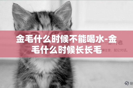 金毛什么時候不能喝水-金毛什么時候長長毛
