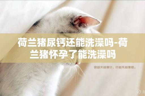 荷蘭豬尿鈣還能洗澡嗎-荷蘭豬懷孕了能洗澡嗎