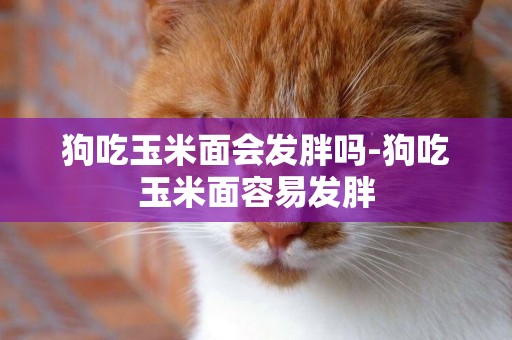 狗吃玉米面會發胖嗎-狗吃玉米面容易發胖