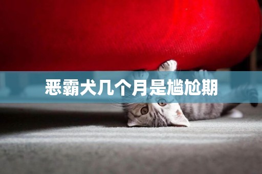 惡霸犬幾個月是尷尬期