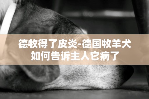 德牧得了皮炎-德國牧羊犬如何告訴主人它病了