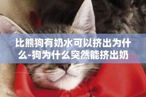 比熊狗有奶水可以擠出為什么-狗為什么突然能擠出奶
