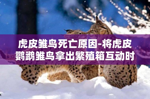 虎皮雛鳥死亡原因-將虎皮鸚鵡雛鳥拿出繁殖箱互動時需要注意哪些要求