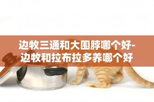 邊牧三通和大圍脖哪個好-邊牧和拉布拉多養哪個好