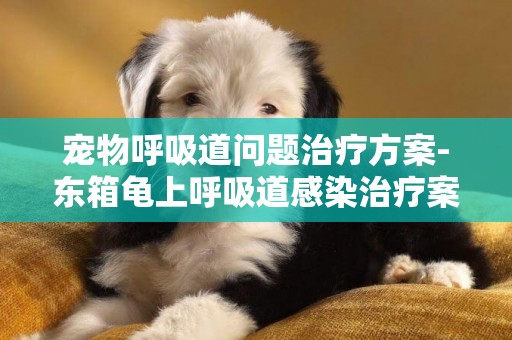 寵物呼吸道問題治療方案-東箱龜上呼吸道感染治療案例