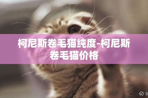 柯尼斯卷毛貓純度-柯尼斯卷毛貓價格