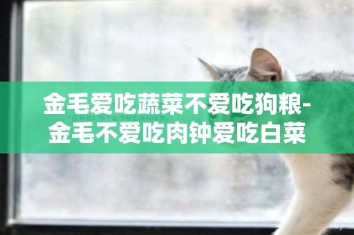 金毛愛吃蔬菜不愛吃狗糧-金毛不愛吃肉鐘愛吃白菜