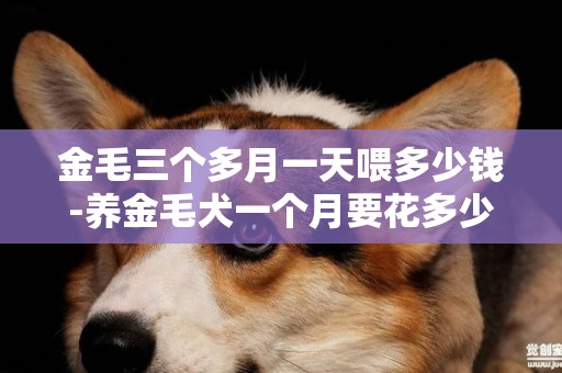 金毛三個多月一天喂多少錢-養金毛犬一個月要花多少錢