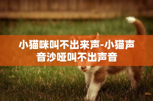 小貓咪叫不出來聲-小貓聲音沙啞叫不出聲音