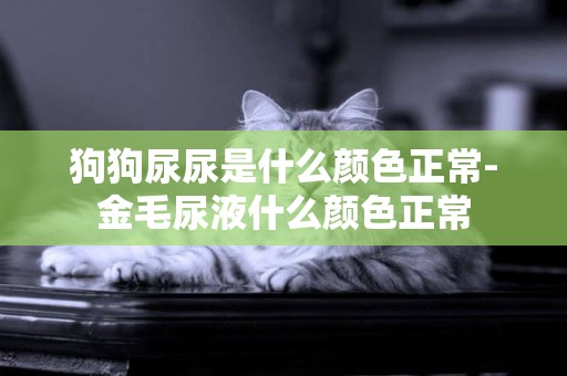狗狗尿尿是什么顏色正常-金毛尿液什么顏色正常