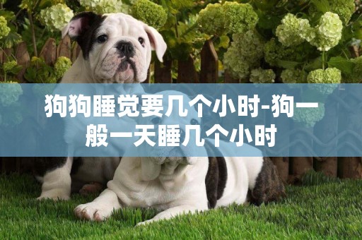 狗狗睡覺要幾個小時-狗一般一天睡幾個小時