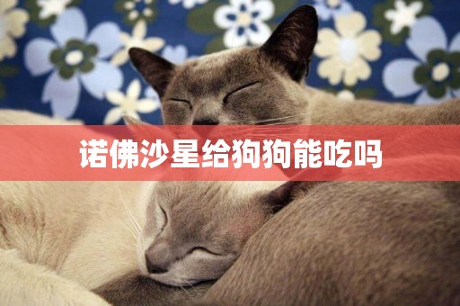 諾佛沙星給狗狗能吃嗎