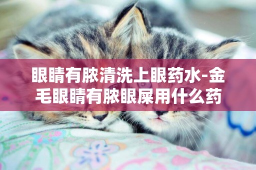 眼睛有膿清洗上眼藥水-金毛眼睛有膿眼屎用什么藥
