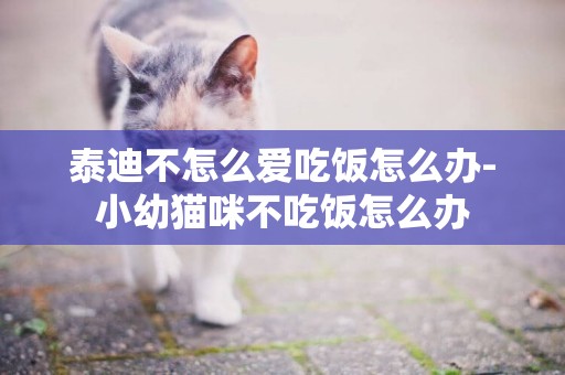 泰迪不怎么愛吃飯怎么辦-小幼貓咪不吃飯怎么辦