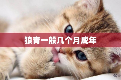 狼青一般幾個月成年